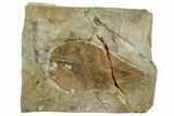 Fossil Leaf (Cissites rocklandensis) - Uncommon Species #262526-1